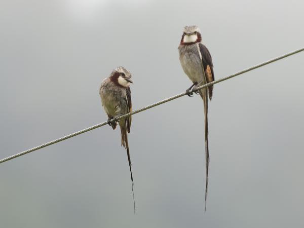 Lintstaarttiran (Gubernetes yetapa)